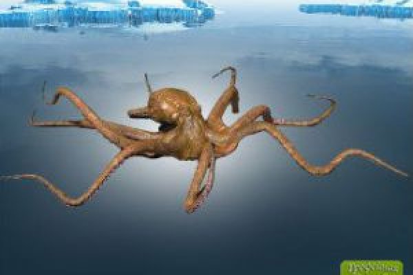 Kraken 13 at com